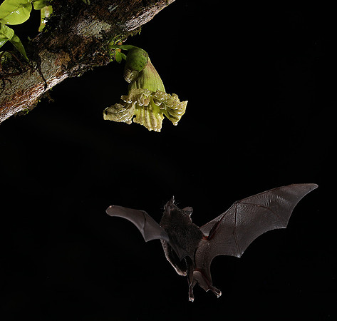 Bats