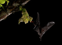 Bats