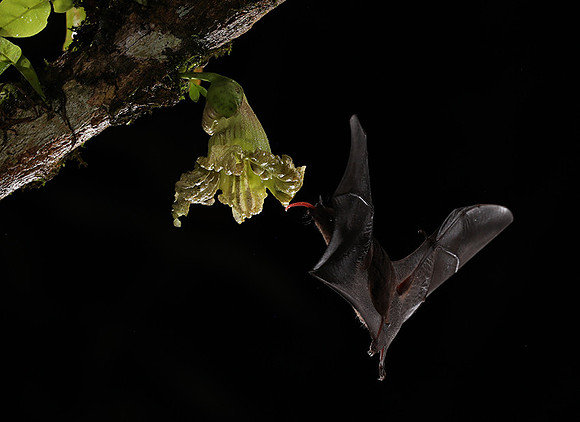 Bats