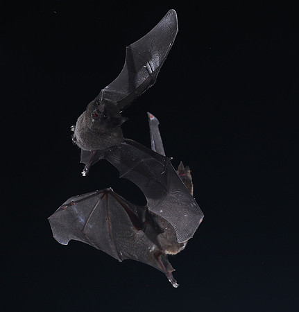 Bats