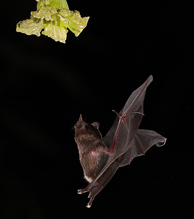 Bats