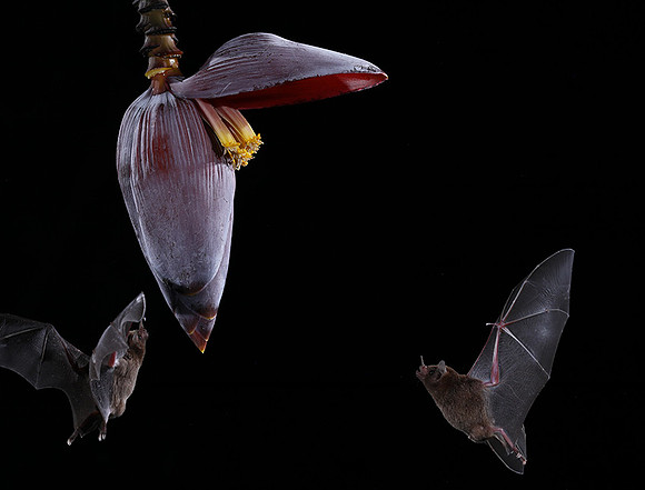Bats