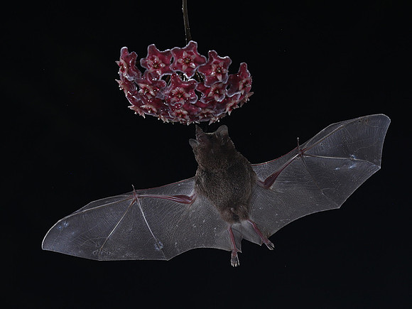 Bats