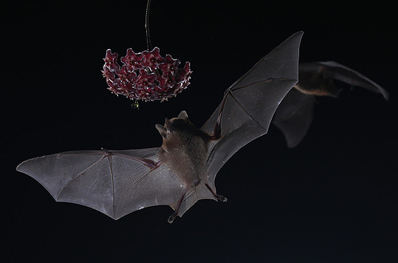Bats