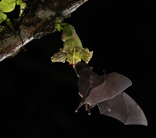 Bats
