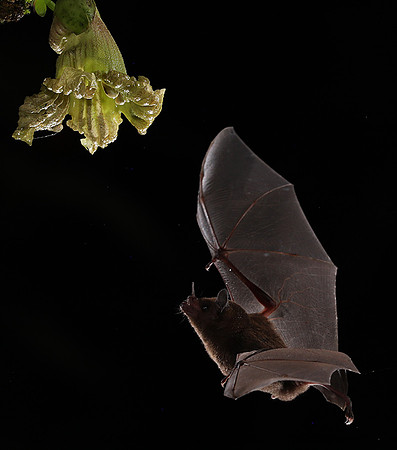 Bats