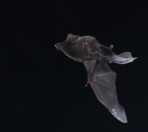 Bats