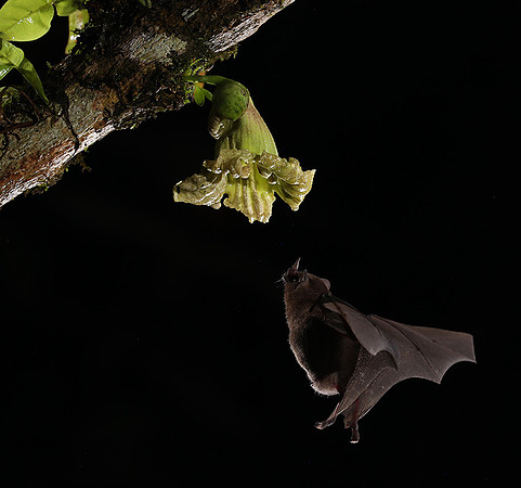 Bats
