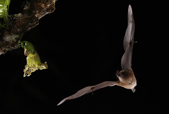 Bats