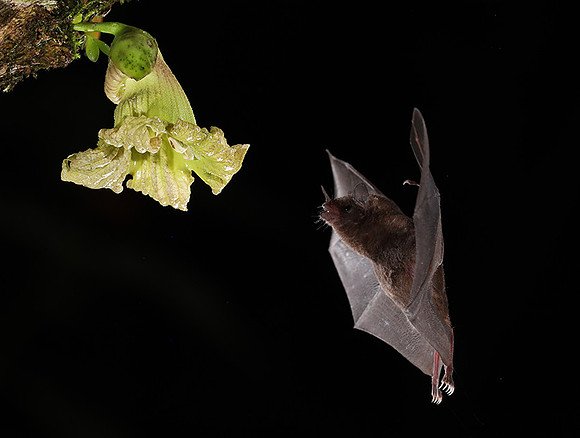 Bats