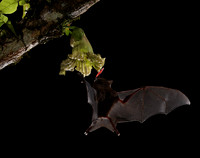 Bats