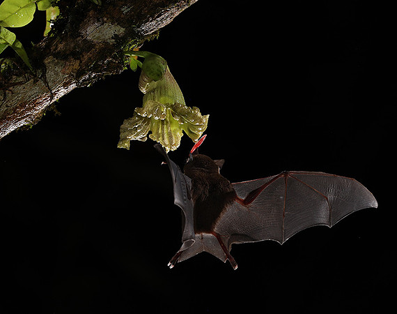 Bats