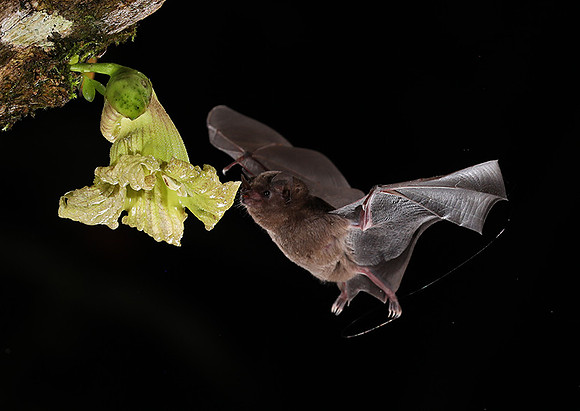 Bats