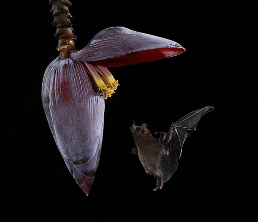 Bats