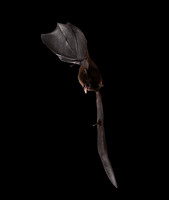 Bats