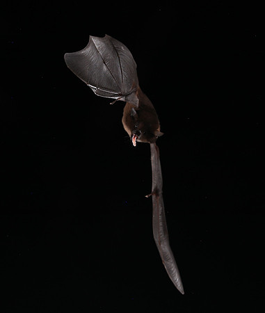 Bats