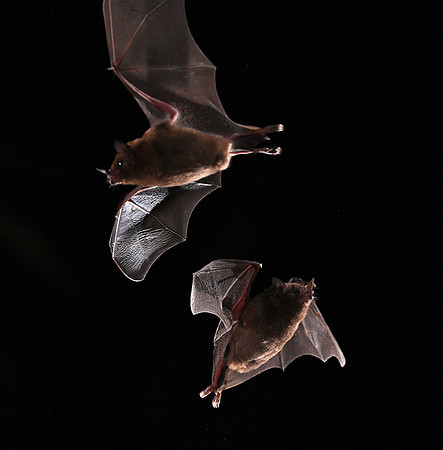Bats