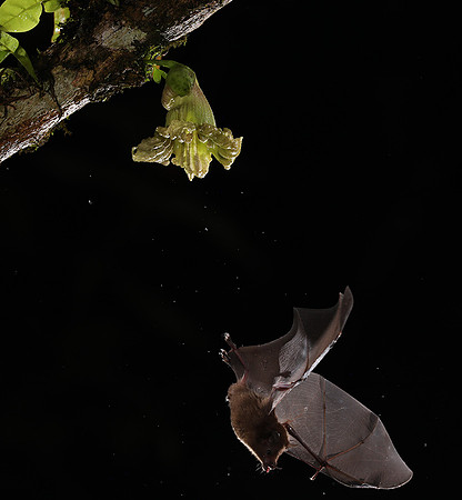 Bats