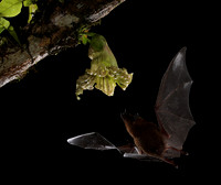 Bats