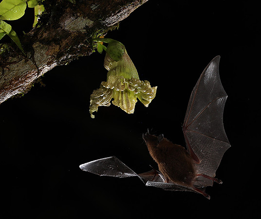 Bats