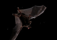 Bats