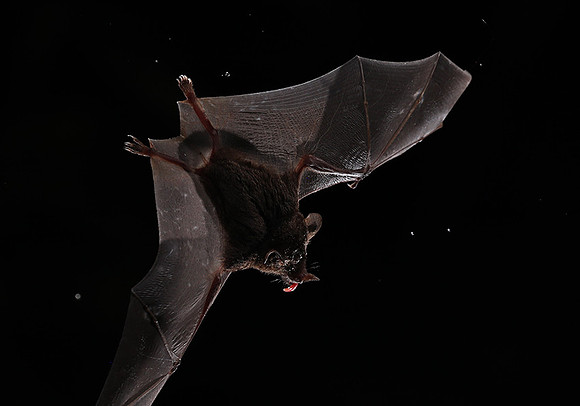 Bats
