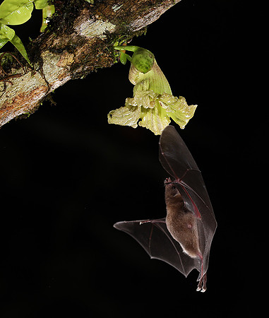 Bats