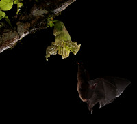 Bats