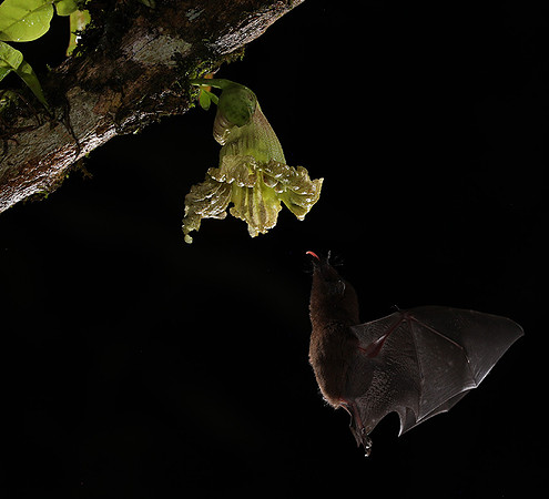 Bats