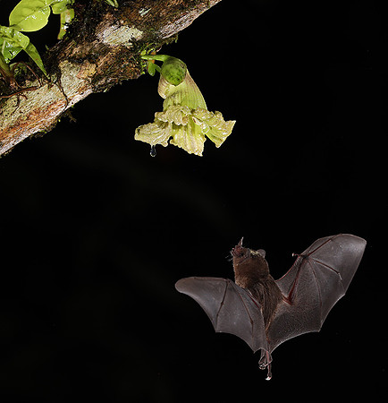 Bats