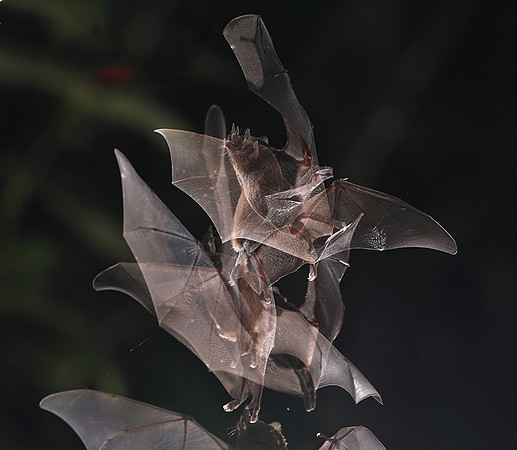 Bats