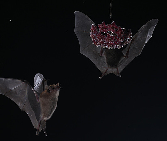 Bats