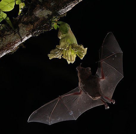 Bats