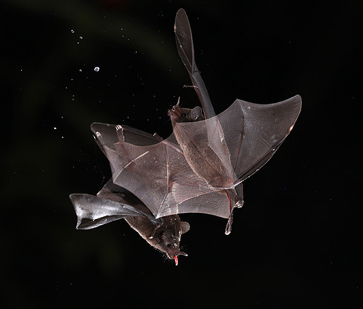 Bats