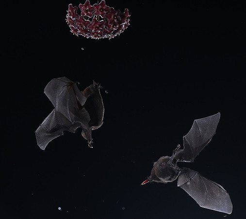 Bats