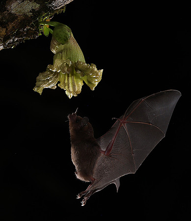 Bats