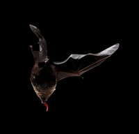 Bats