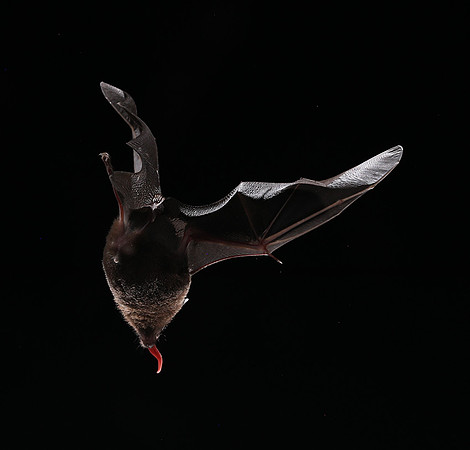 Bats