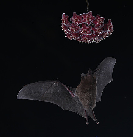 Bats