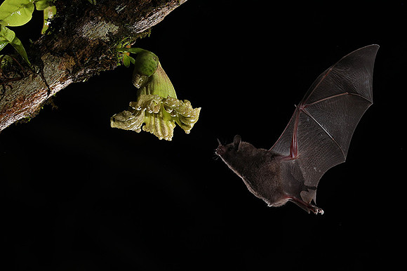 Bats