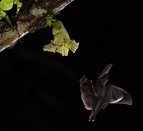 Bats