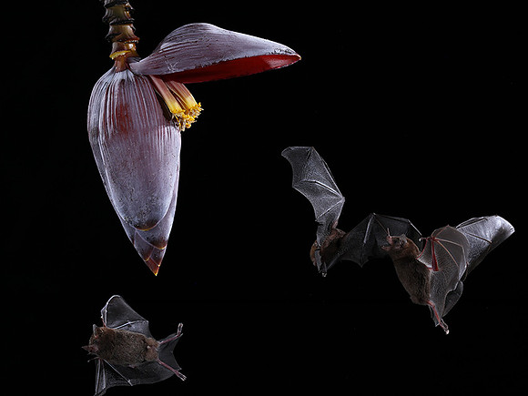 Bats