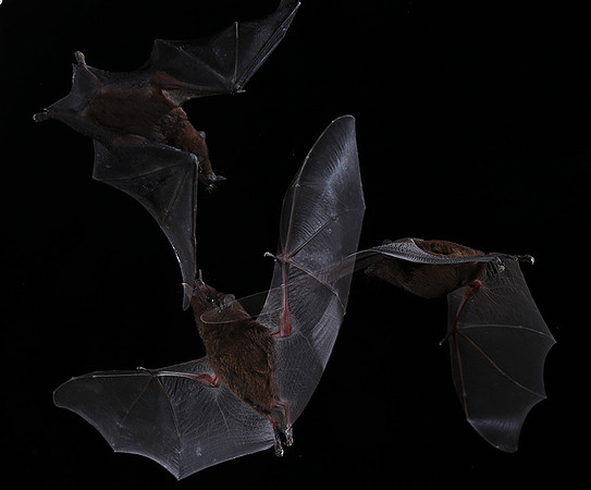 Bats
