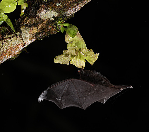 Bats
