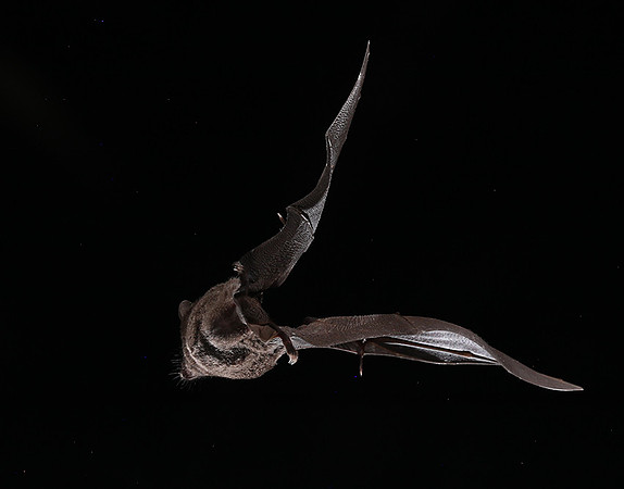 Bats