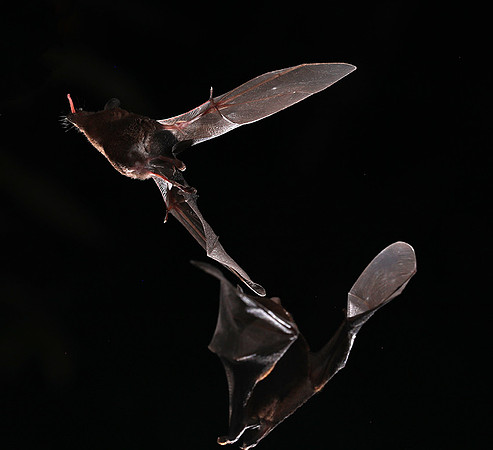 Bats