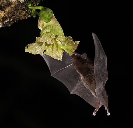 Bats