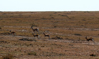 Masaï Mara (with a grant' gazelle)