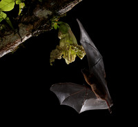 Bats