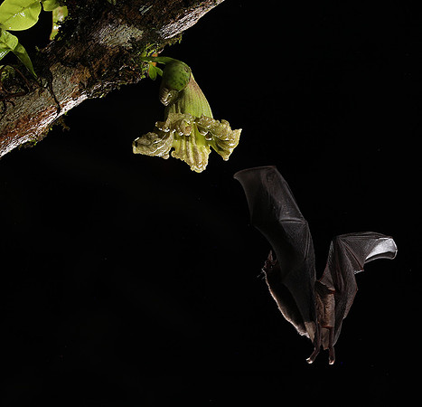 Bats
